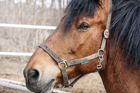 Halter animal bay