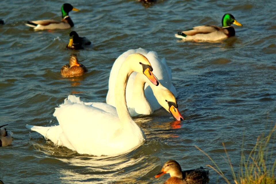 Swimming lake swan