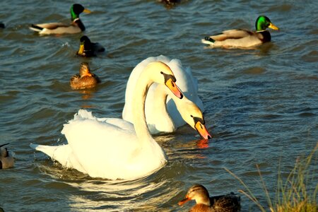 Swimming lake swan photo