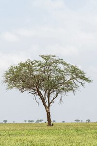 Grass flora tsavo east