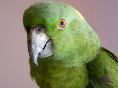 Nature wildlife amazon
