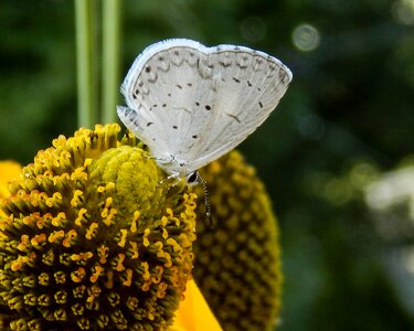 Summer flora summer azure
