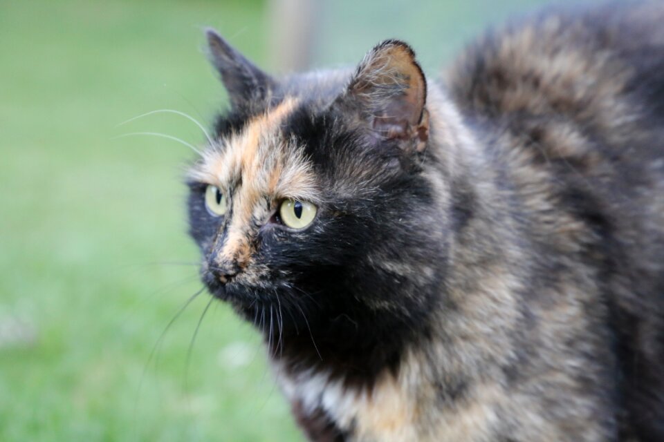 Animal mammal cat