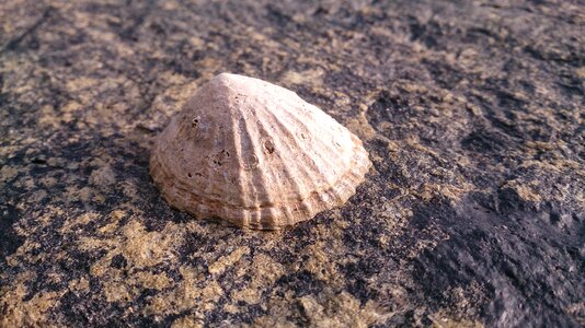 Beach seashore patella vulgata