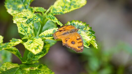 Flora insect garden