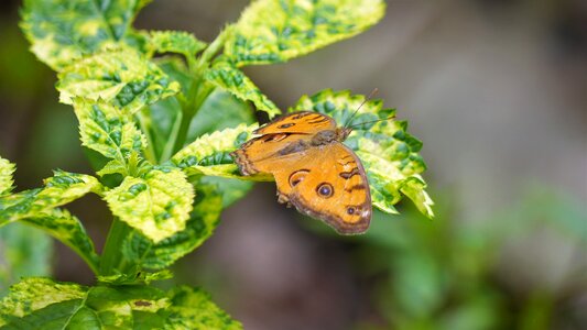 Flora insect garden photo