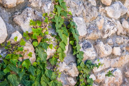 Plant ivy nature