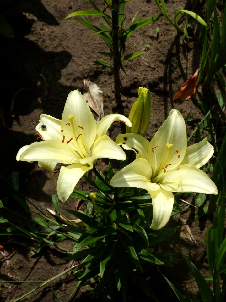 Leaf lily blooming