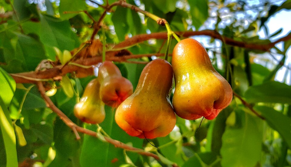 Tropical food nature photo