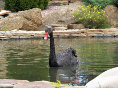 Lake travel pond