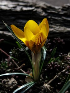Spring crocus close up yellow flower