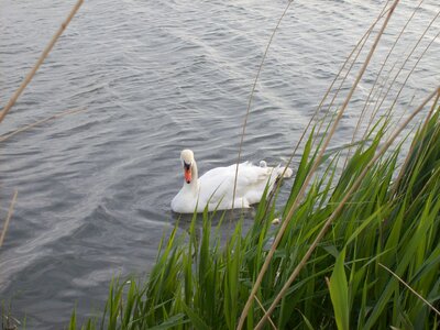 Water bird nature animal