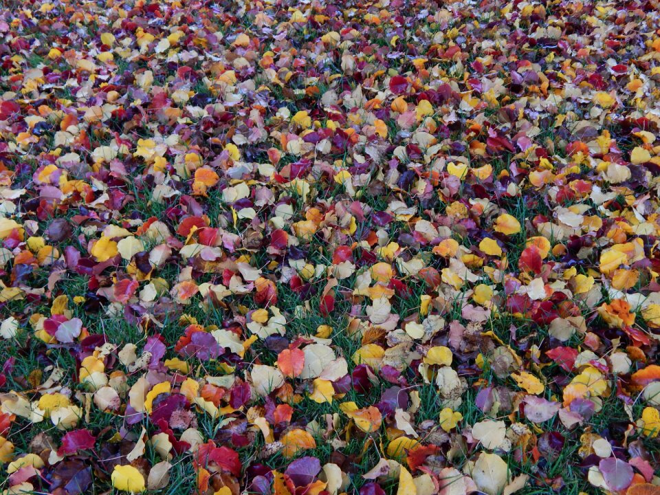 Fall leaves background fall leaves season