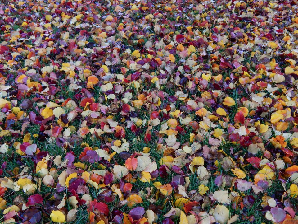 Fall leaves background fall leaves season photo