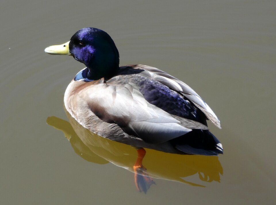 Wildlife ducks nature