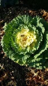 Garden growth environment