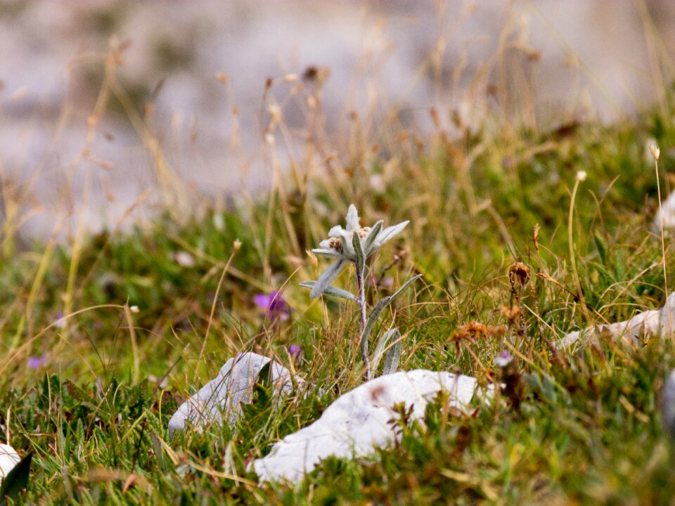 Field hayfield edelweiss alpine