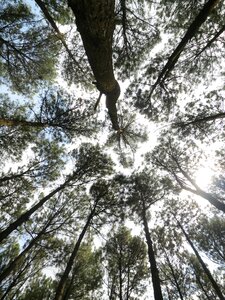 Leaf environment