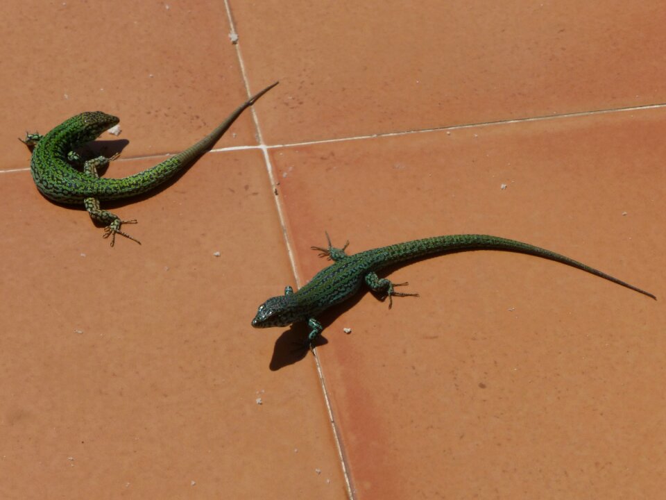 Lizard fauna animal