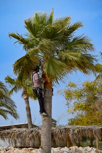 Tropical exotic worker