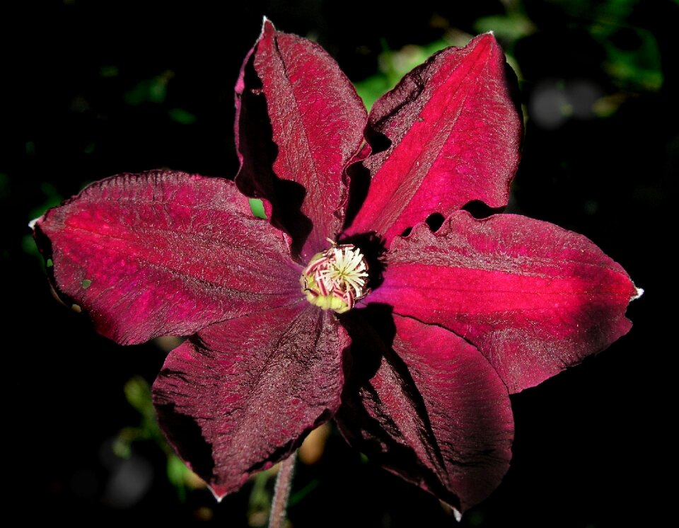 Petal garden clematis