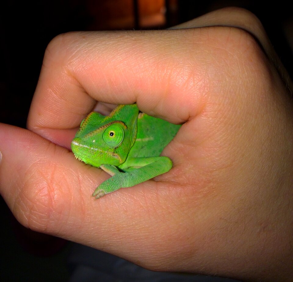 Common chameleon yemen chameleon young chameleon