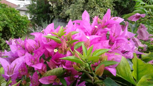 Flower flower's purple flowers