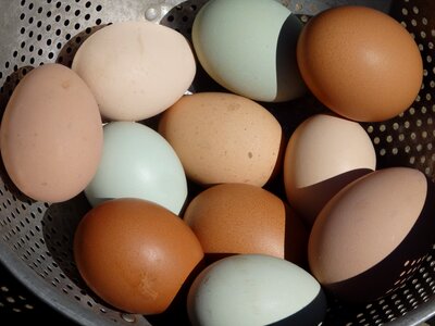 Cholesterol eggshell chicken photo