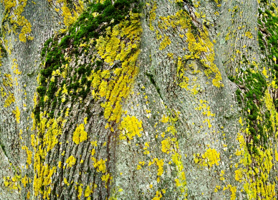 Nature wood background
