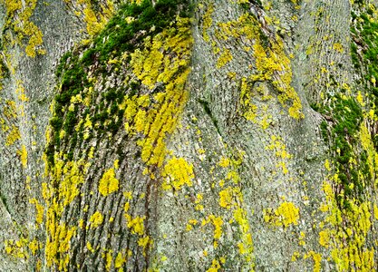 Nature wood background