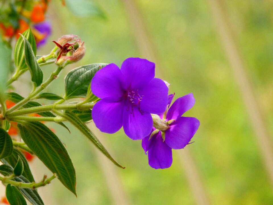 Summer garden blooming