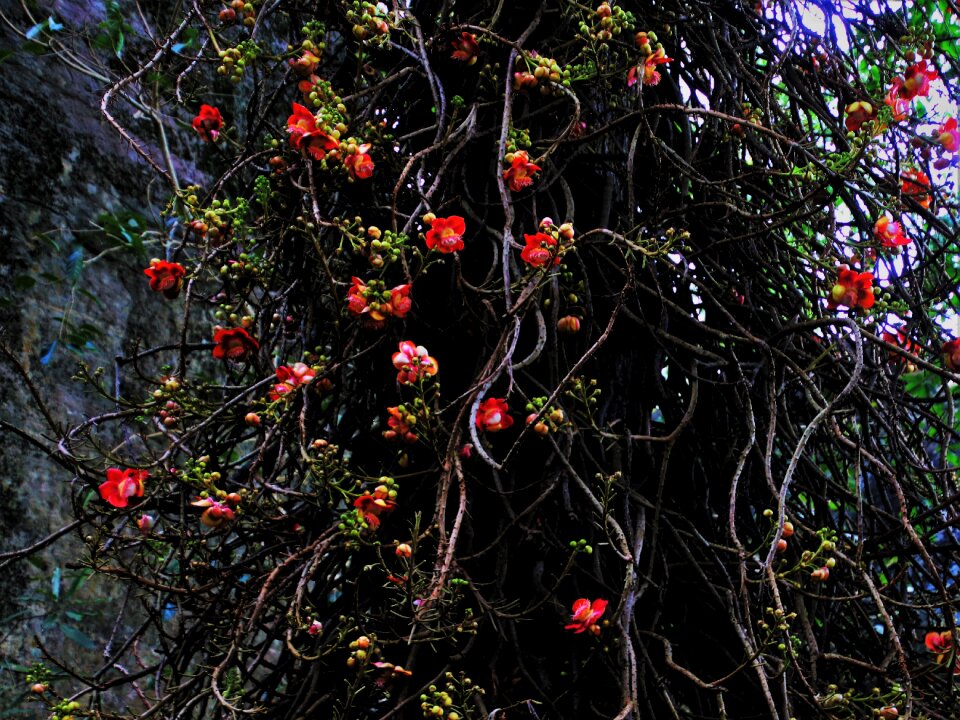 Flower bush plant