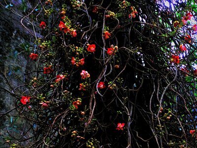 Flower bush plant photo