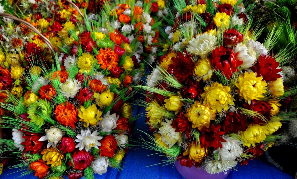Plant color easter