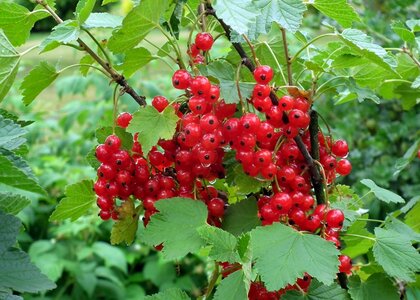 Nature leaf bush