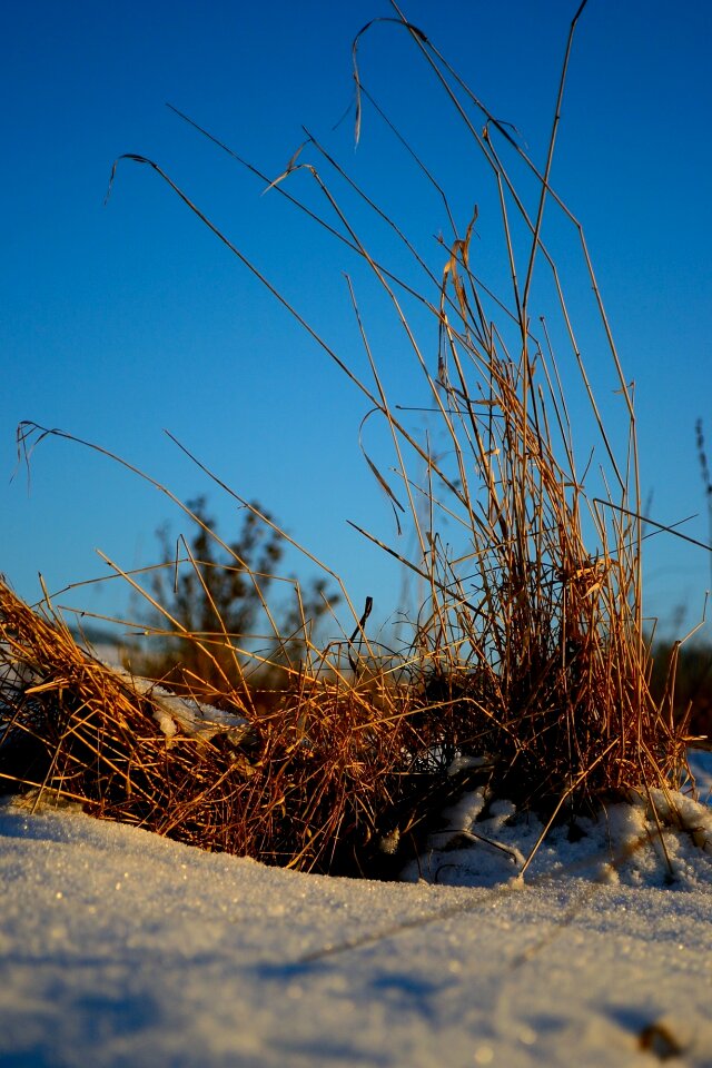 Dry environment plant