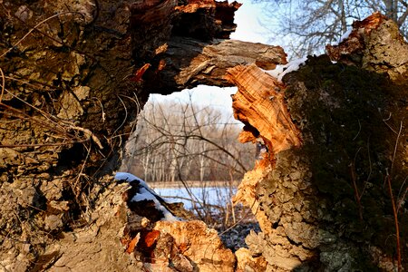 Old tree the hole