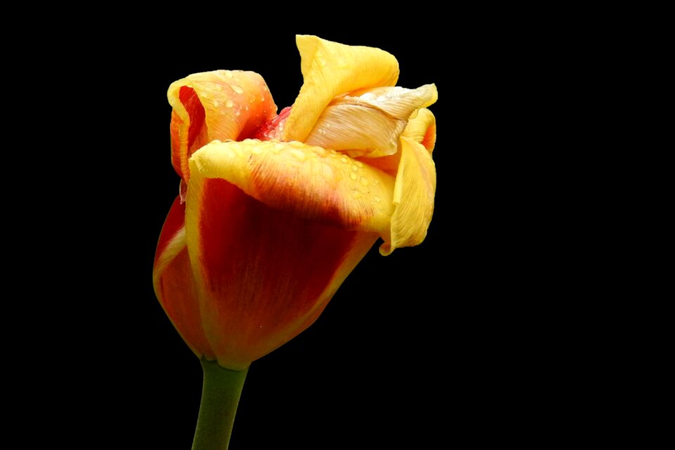 Flower nature blossom