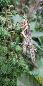 Wildlife wing