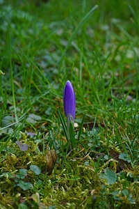 Plant spring frühlingsblüher