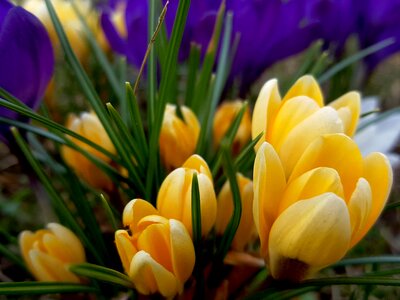 Easter tulip flowers photo