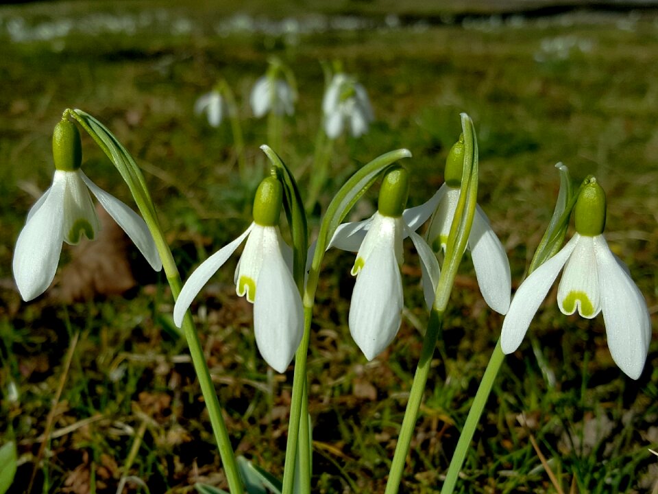 Season grass close up