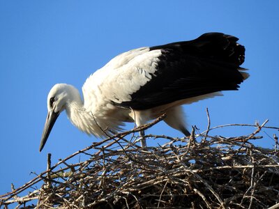 Animal beak nest photo