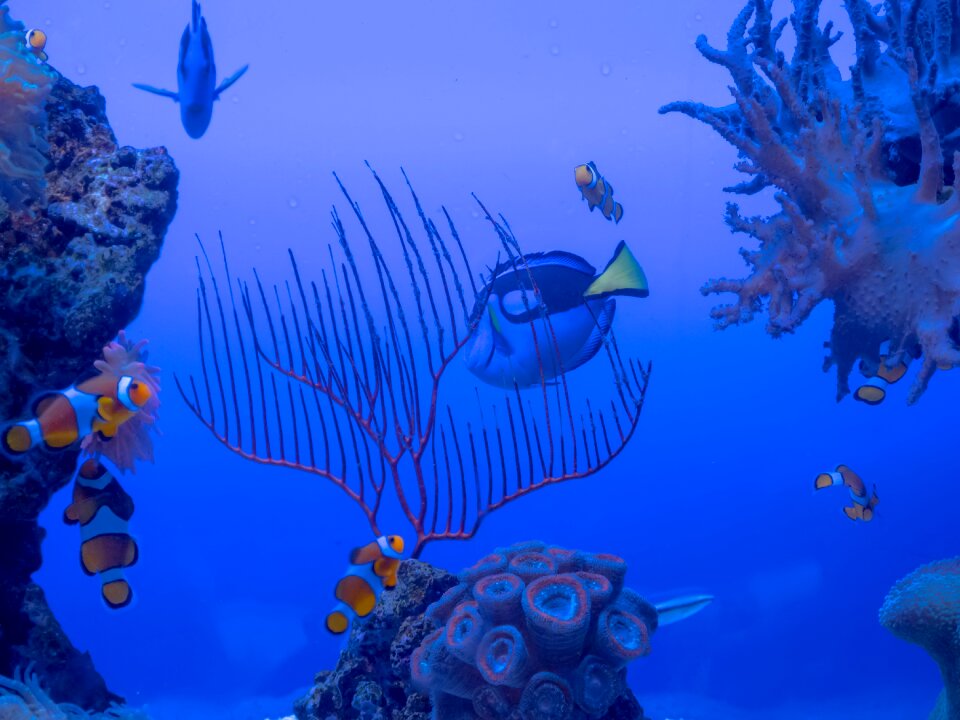 Ocean reef nemo photo