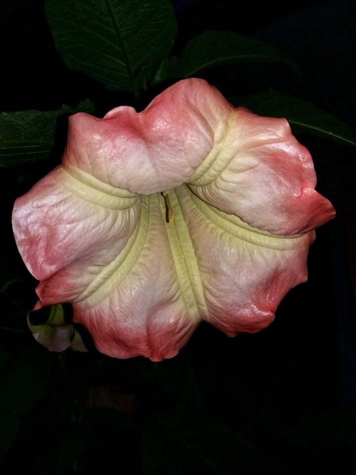 Flowers durman Free photos