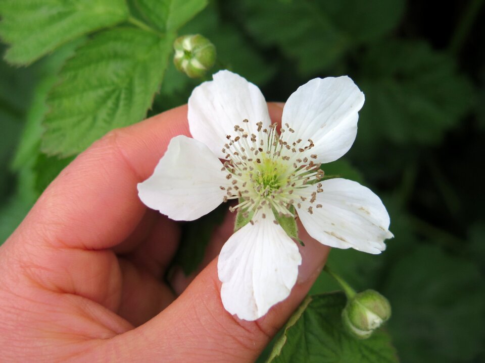 Leaf outdoors raspberry