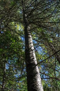 Pine branch fir photo