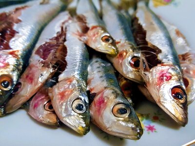 Fish food gourmet