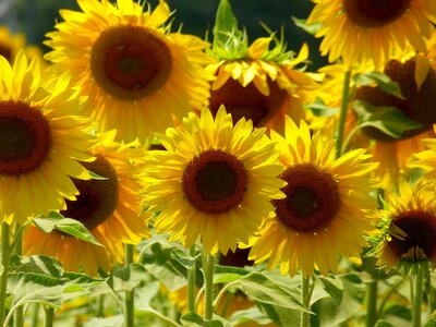 Floral field sunflower photo