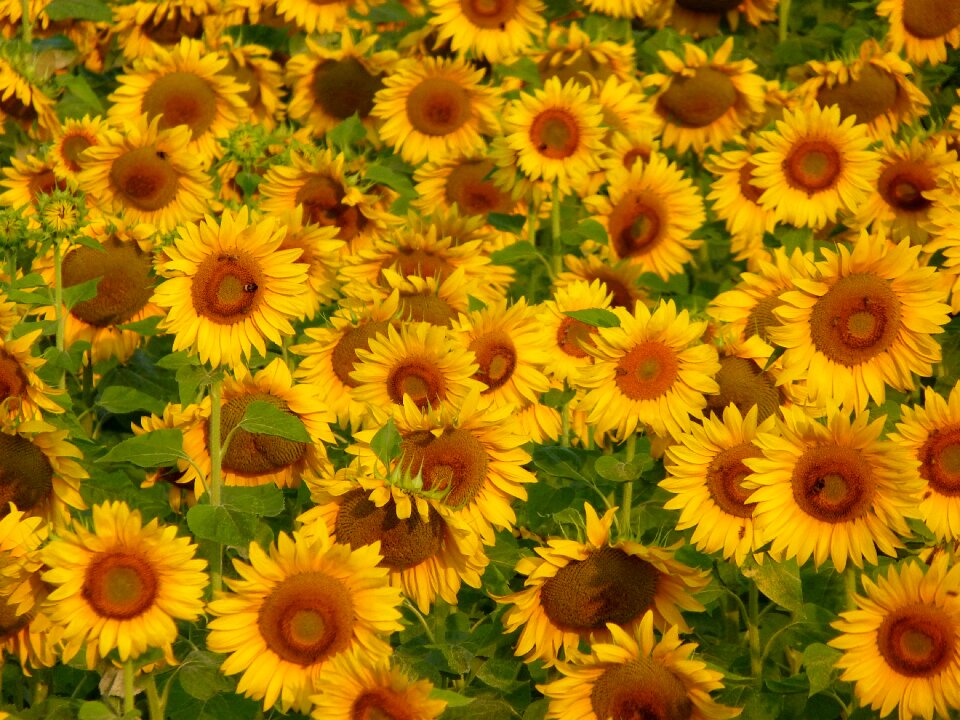 Sunflower summer field